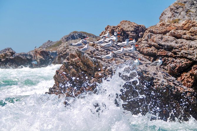 Marietas Hidden beach trip from Puerto Vallarta - Snacks, purified water, and how to time your energy