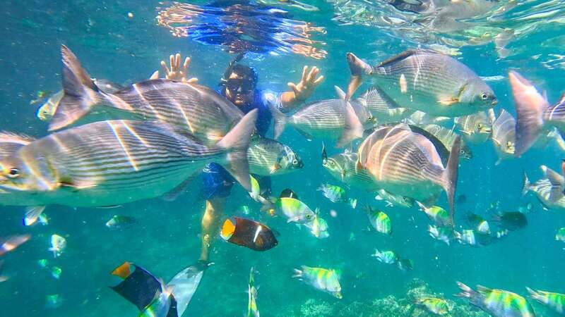 Mismaloya: Snorkeling, Cliff Jumping, and Beach Tour - The 2.5 Hour Flow: Cruise, Jump, Los Arcos, Playa El Paredón, Back