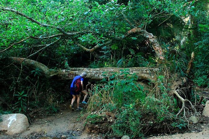 Monkey Mountain Jungle Hike Adventure - Timing, fitness, and who this is best for