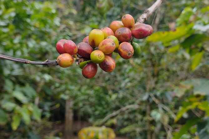 Private day trip to Magical San Sebastián del Oeste. - Artisanal coffee plantation and factory stop