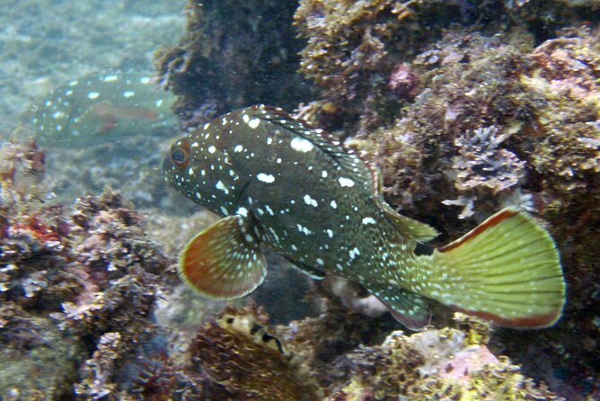 Private Snorkeling Adventure: Los Arcos & Colomitos Beach - Private tour energy: the difference between “a boat day” and “your day”
