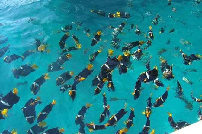 Private Snorkeling Tour to Los Arcos - The 3-hour flow: boat ride time, snorkeling time, then back to port