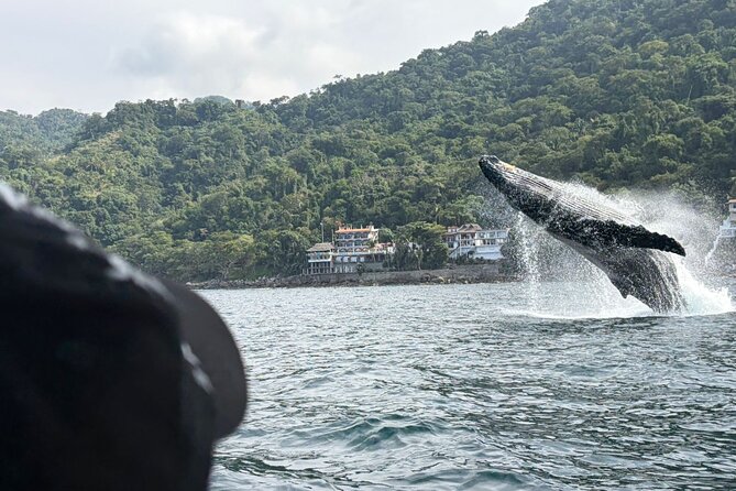 Private Tour 3 Hours of Whale Watching - Key points before you book