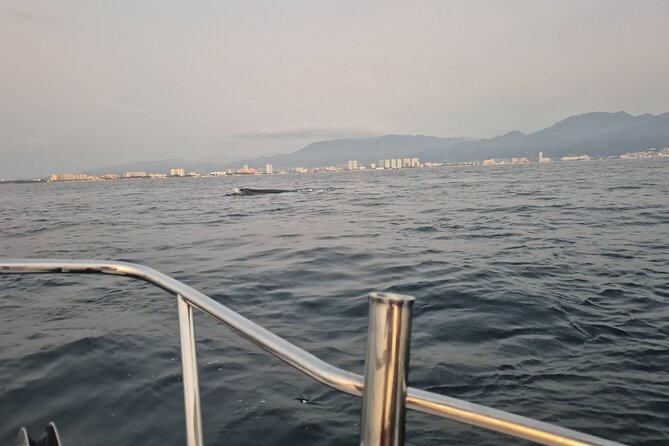 Private Tour 3 Hours of Whale Watching - Whale watching in Puerto Vallarta that actually feels close