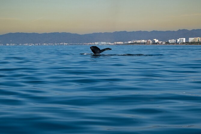 Private Tour 3 Hours of Whale Watching - Stop-by-stop breakdown, what you will actually do
