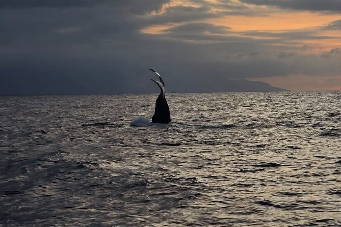 Private Tour 3 Hours of Whale Watching - What you should bring (and what you do not need to stress about)