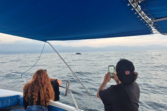 Private Tour 3 Hours of Whale Watching - Private-group value: up to 8 people, English service, better control