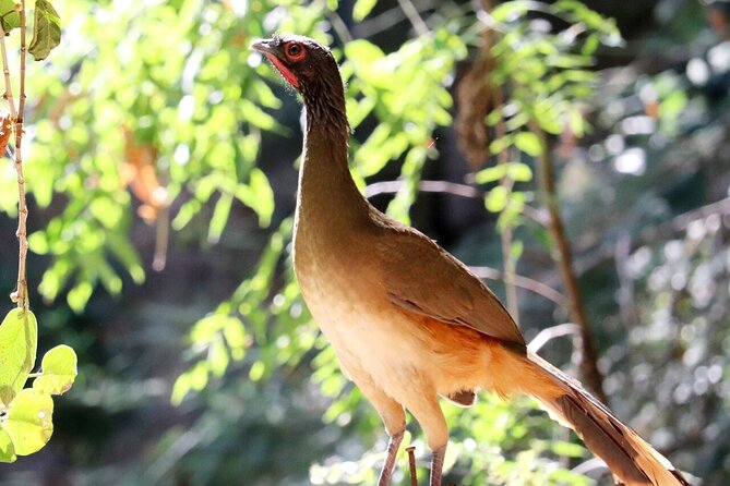 Private Tour: Botanical Garden & Petroglyphs - Petroglyphs and sacred rock carvings: the meaning is in the guide