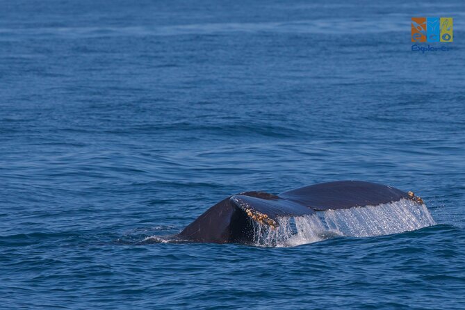 Private Whale watching Puerto Vallarta - Key highlights you should care about