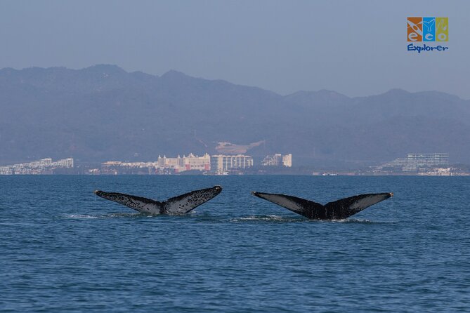 Private Whale watching Puerto Vallarta - From Marina Vallarta, you are set up for a whale-focused day