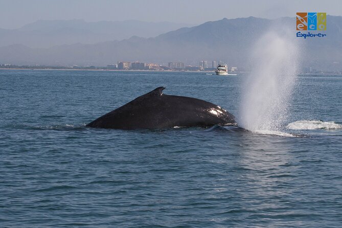Private Whale watching Puerto Vallarta - Stop 1 at Eco Explorer Vallarta: your marine-life warm-up