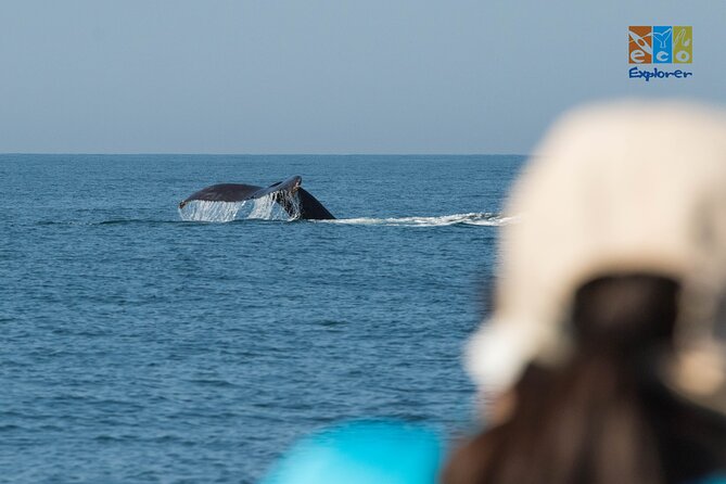 Private Whale watching Puerto Vallarta - The main event: navigating across Banderas Bay for marine mammal behavior