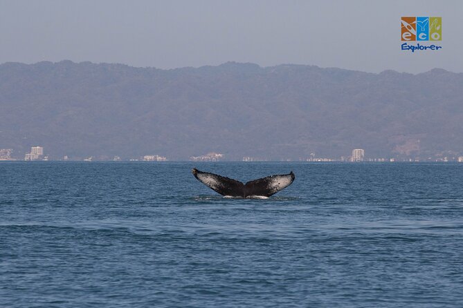 Private Whale watching Puerto Vallarta - What to expect from wildlife mix: whales, dolphins, turtles, and possible mantas