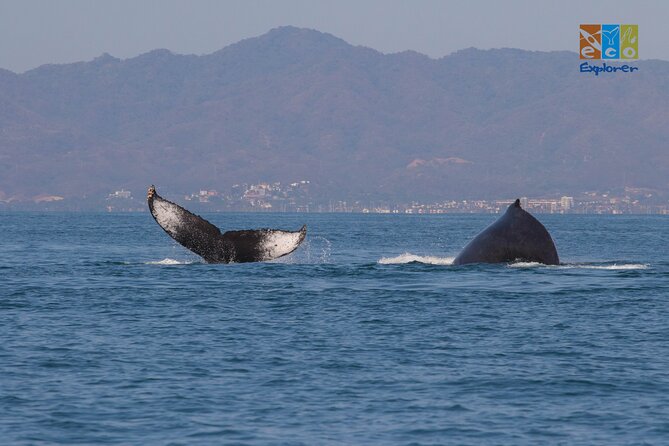 Private Whale watching Puerto Vallarta - Respect and permits: part of the value, not just paperwork