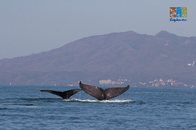 Private Whale watching Puerto Vallarta - Snacks and no lunch: plan your food so you stay happy on the water