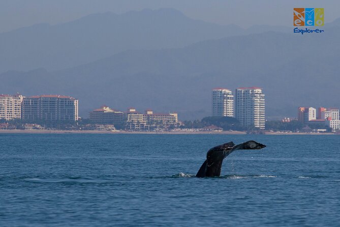 Private Whale watching Puerto Vallarta - Private tour for up to 6: why that group size is a big deal