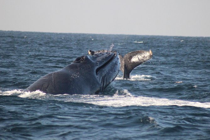 Private Whale Watching Tour in Puerto Vallarta - Quick highlights