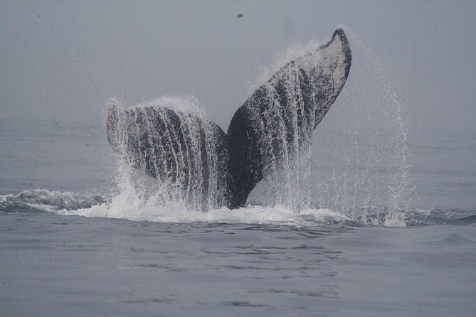 Private Whale Watching Tour in Puerto Vallarta - The Marina Meetups and Departure Times That Keep the Day on Track