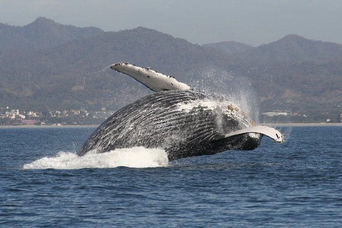 Private Whale Watching Tour in Puerto Vallarta - Lunch on the Water at Noon, Plus Food Options for Real Life