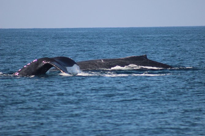 Private Whale Watching Tour in Puerto Vallarta - Beyond Whales: Marine Life Teaching You Can Use During the Sightings