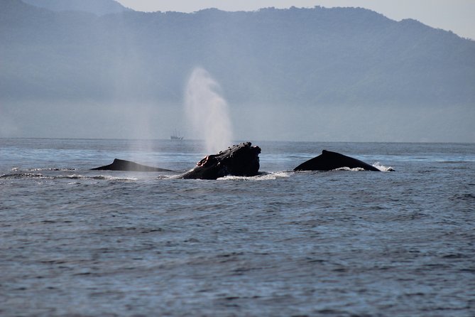 Private Whale Watching Tour in Puerto Vallarta - Who Should Book, and Who Might Want Another Plan
