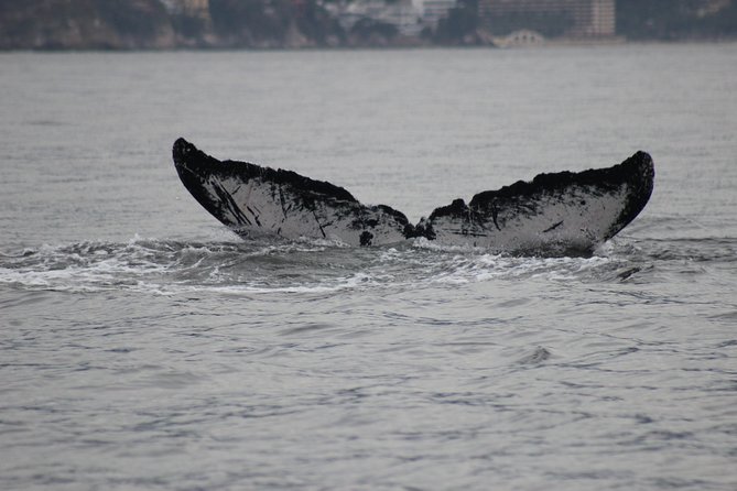 Private Whale Watching Tour in Puerto Vallarta - Should You Book This Private Whale Watching Tour in Puerto Vallarta?