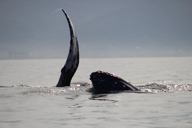Private Whale Watching Tour in Puerto Vallarta - Close Sightings: How Spots Are Chosen and How Long You Stay