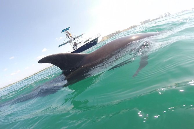 Private Wild Dolphin Encounter in Puerto Vallarta - Key things that make this dolphin tour work