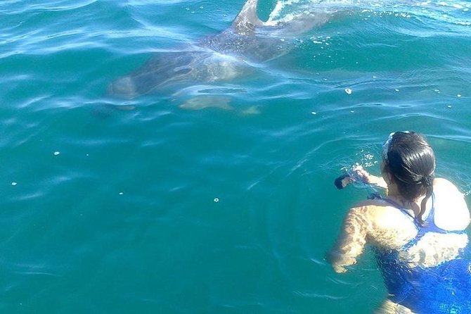 Private Wild Dolphin Encounter in Puerto Vallarta - Your private boat day: 3 hours 30 minutes of real time in the bay