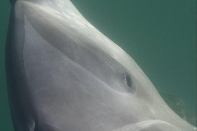 Private Wild Dolphin Encounter in Puerto Vallarta - Lunch, drinks, and the small comfort details that add up