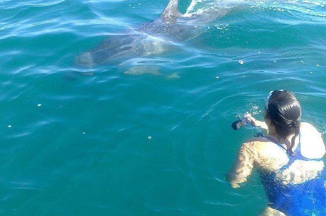 Private Wild Dolphin Encounter in Puerto Vallarta - Who should book this dolphin encounter, and who should reconsider