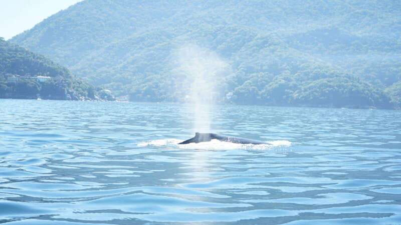 Puerto Vallarta: 3-Hour Whale Watching and Snorkeling - Key takeaways before you go