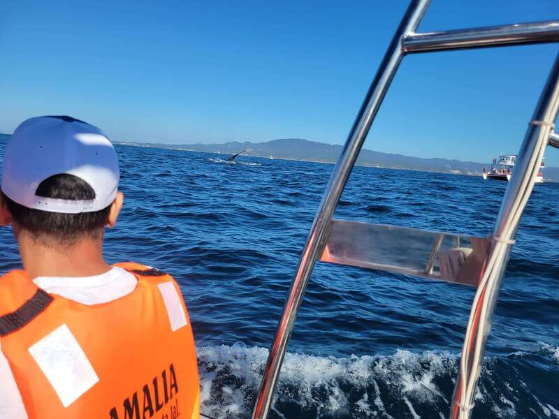 Puerto Vallarta: 3-Hour Whale Watching and Snorkeling - Humpbacks, dolphins, and what you’re really buying