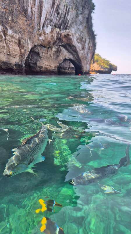 Puerto Vallarta: 3-Hour Whale Watching and Snorkeling - Snorkeling and beach time: what’s promised vs what may happen