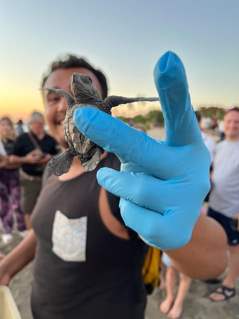 Puerto Vallarta: Baby Turtle Release in Conservation Area - Sea Turtle Release In Puerto Vallarta: The Olive Ridley Story You Actually Need