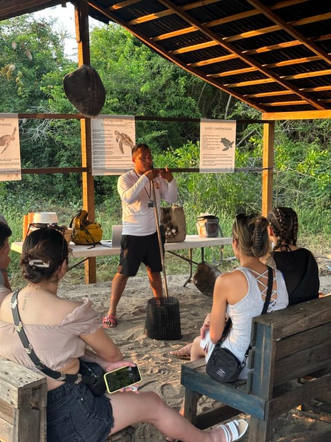 Puerto Vallarta: Baby Turtle Release in Conservation Area - What If No Turtles Hatch On Your Day?