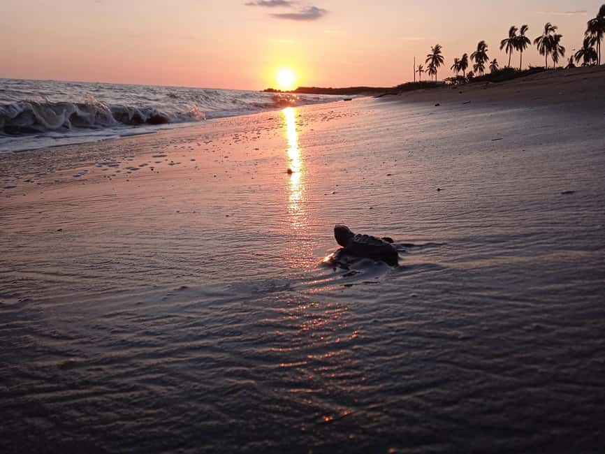 Puerto Vallarta: Baby Turtle Release in Conservation Area - The 45-Minute Learning Block: How Olive Ridley Turtle Life Cycles Work