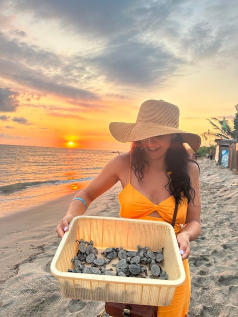 Puerto Vallarta: Baby Turtle Release in Conservation Area - Nest Searches And Egg Incubation: The Conservation Mechanics