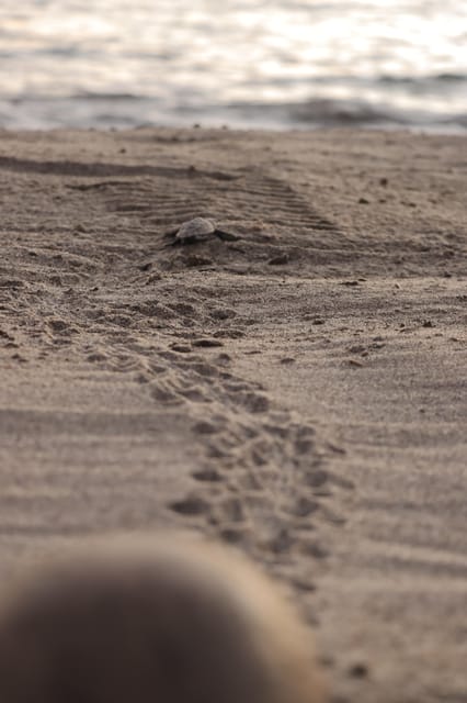 Puerto Vallarta: Baby Turtle Release in Conservation Area - The Sunset Shift: When The Bay Becomes Part Of The Lesson