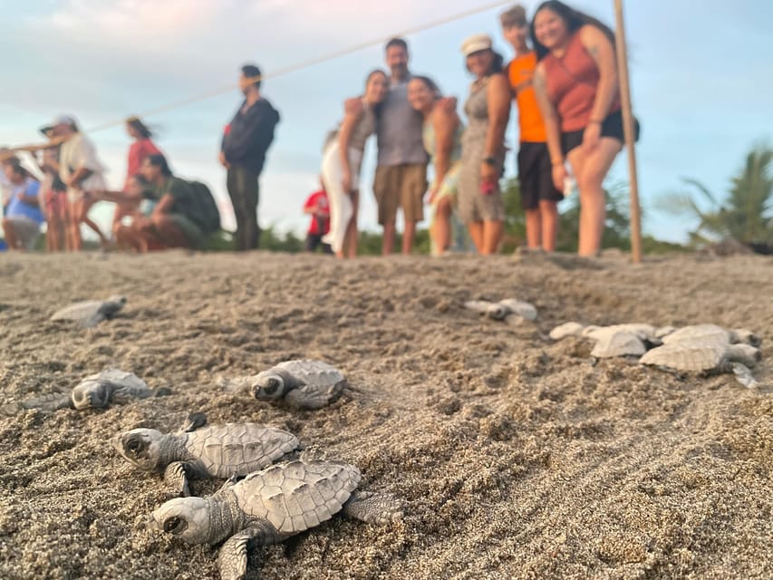 Puerto Vallarta: Baby Turtle Release in Conservation Area - The Hatch And Release Moment: Watching, Then Helping
