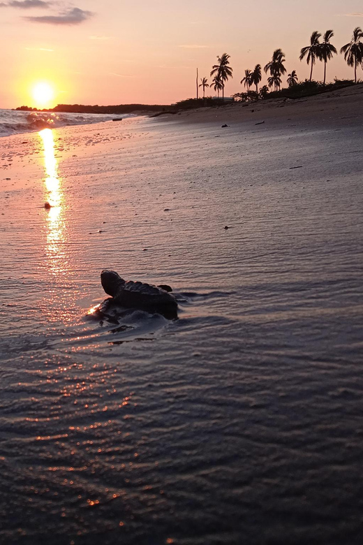 Puerto Vallarta: Baby Turtle Release in Conservation Area - The Camp Walk-In: Why That 15 Minutes Matters