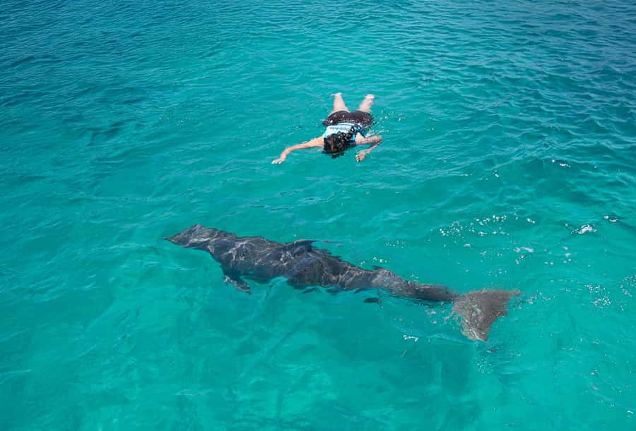 Puerto Vallarta: Dolphin Swimming and Aquaventuras Park - The dolphin-and-water-park combo: what the 2 hours really cover