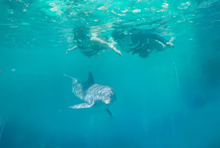 Puerto Vallarta: Dolphin Swimming and Aquaventuras Park - Your 60-minute dolphin session: fin handshakes, peck on the cheek, and anatomy time