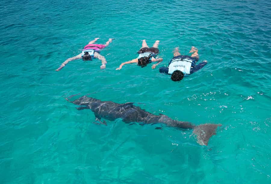 Puerto Vallarta: Dolphin Swimming and Aquaventuras Park - Aquaventuras Park time after your swim: slides, river, and kid water play