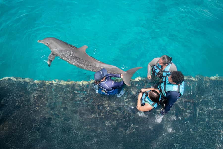 Puerto Vallarta: Dolphin Swimming and Aquaventuras Park - Extreme activities you get with this ticket: zip line, climbing wall, and the challenge
