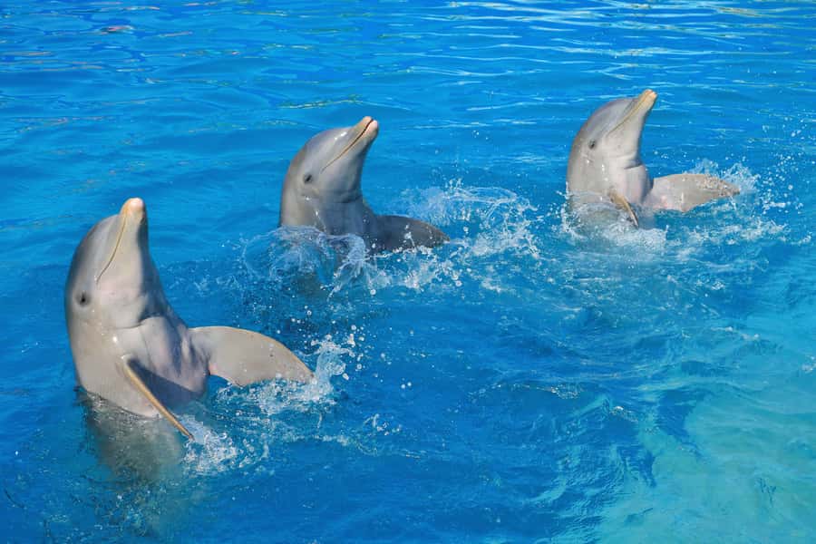 Puerto Vallarta: Dolphin Swimming and Aquaventuras Park - Value check: is $159 per person a fair deal in Puerto Vallarta?