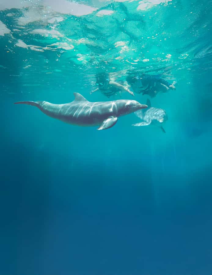Puerto Vallarta: Dolphin Swimming and Aquaventuras Park - Check-in at Aquaventuras Park, then a real safety briefing