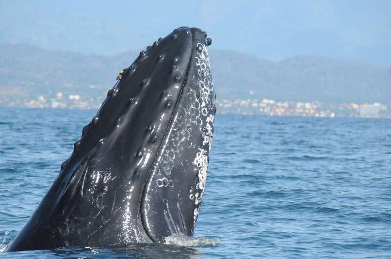 Puerto Vallarta: Humpback Whale Research Adventure Tour - Key highlights to look for