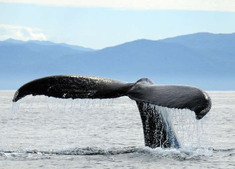 Puerto Vallarta: Humpback Whale Research Adventure Tour - The educational session: what the biologist teaches before you go