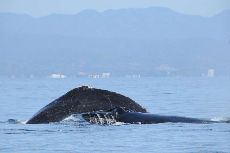 Puerto Vallarta: Humpback Whale Research Adventure Tour - Boarding the small authorized boat: positioning for sightings in Bahía de Banderas